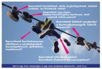 /album/kiadvanyszerkesztes/webre-jpg/